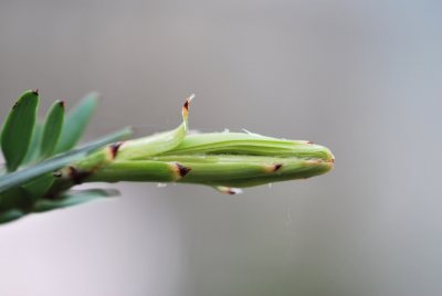 Wollemia nobilis - wolemie vznešená - jarní výhonek